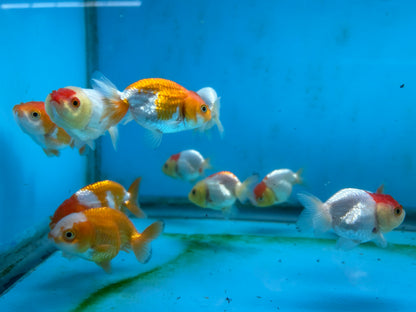 Live Fancy Goldfish Premium Select A Grade Our Choice Mix Color Ranchu 1.5"~2" Inch (JC)