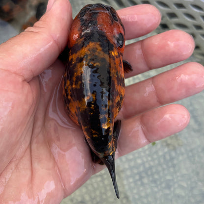 Live Premium Fancy Goldfish Thai Lionchu Red Tiger 3” body Male 5 Months (JC-143) BlackTub#2