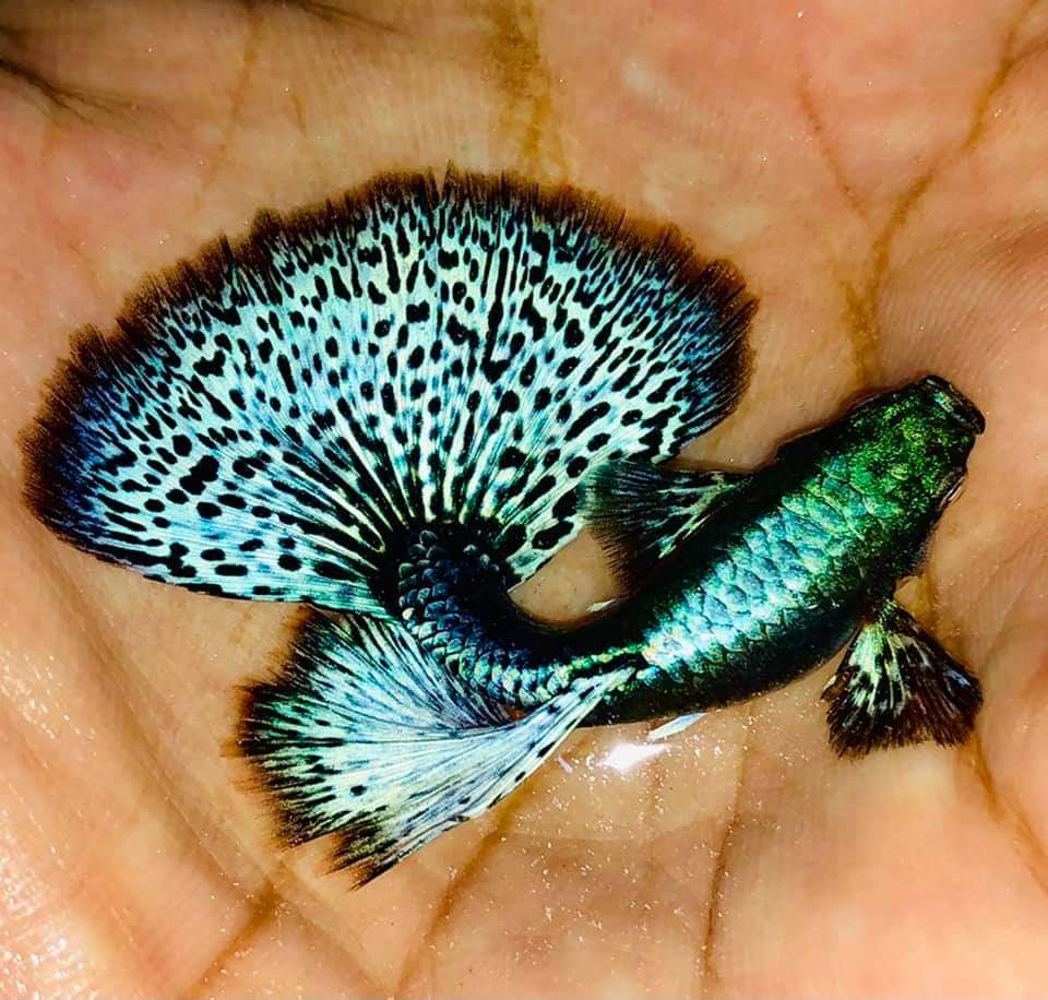 Live Fancy Guppy Fish Premium Quality Blue Green Dragon Big Ear - Direct From Farm