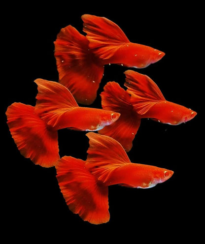 Live Fancy Guppy Fish Premium Quality Albino High Dorsal Full Red - Direct From Farm