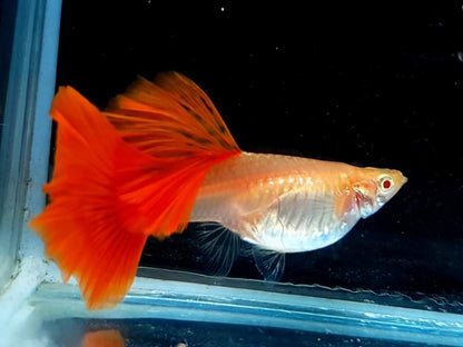 Live Fancy Guppy Fish Premium Quality Albino High Dorsal Full Red - Direct From Farm