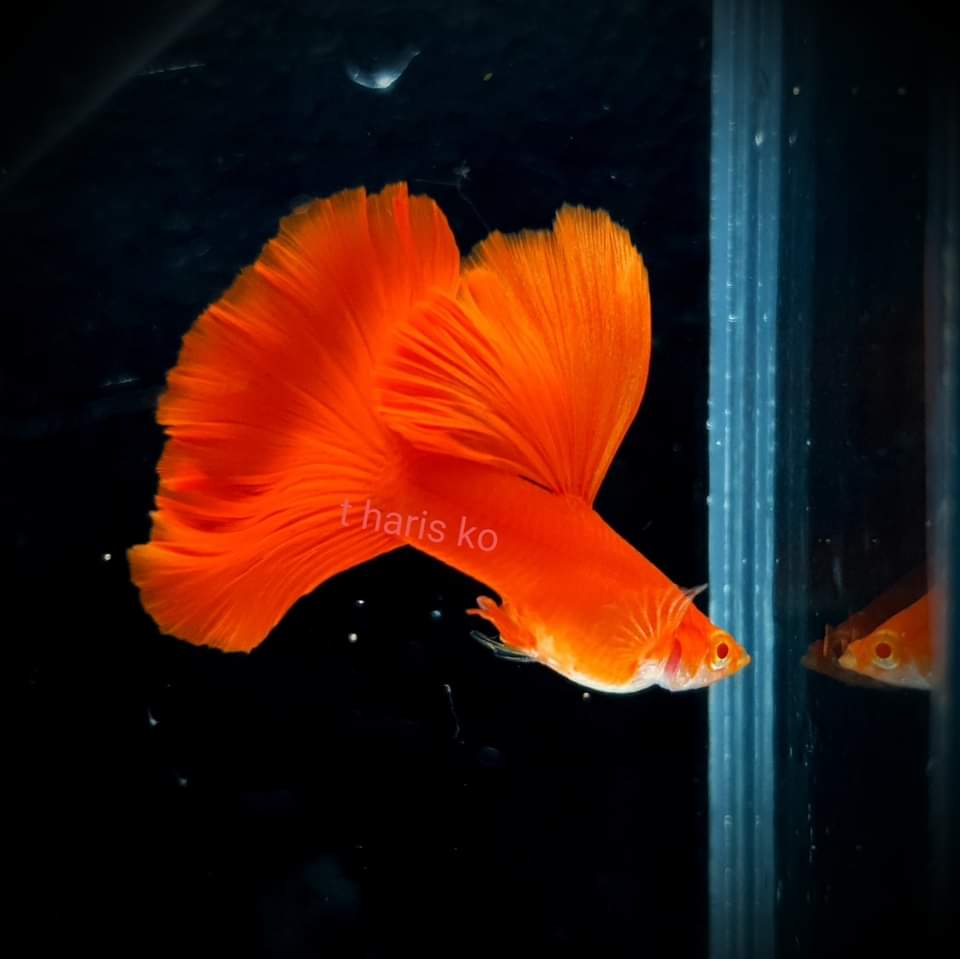 Live Fancy Guppy Fish Premium Quality Albino High Dorsal Full Red - Direct From Farm