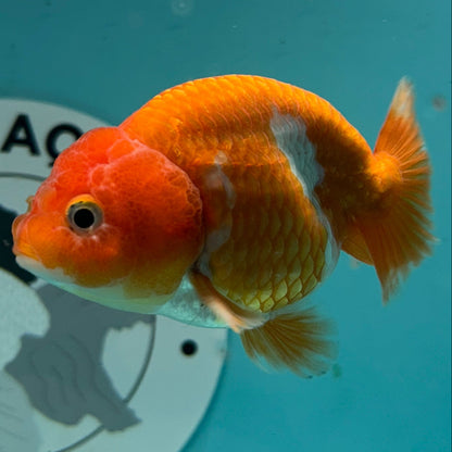 An orange and white striped goldfish swims in clear blue water inside a container, with a circular Garage Auto San Diego sticker visible on the side.