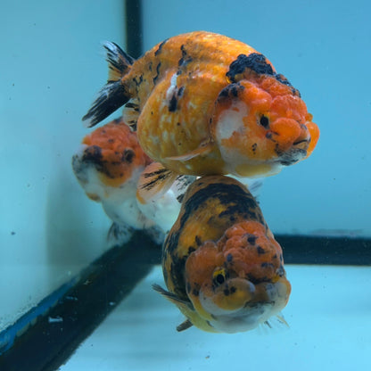 Live Fancy Goldfish Thai Ranchu Tiger Calico 3"-3.5" Body Ready to Ship (OUR CHOICE)