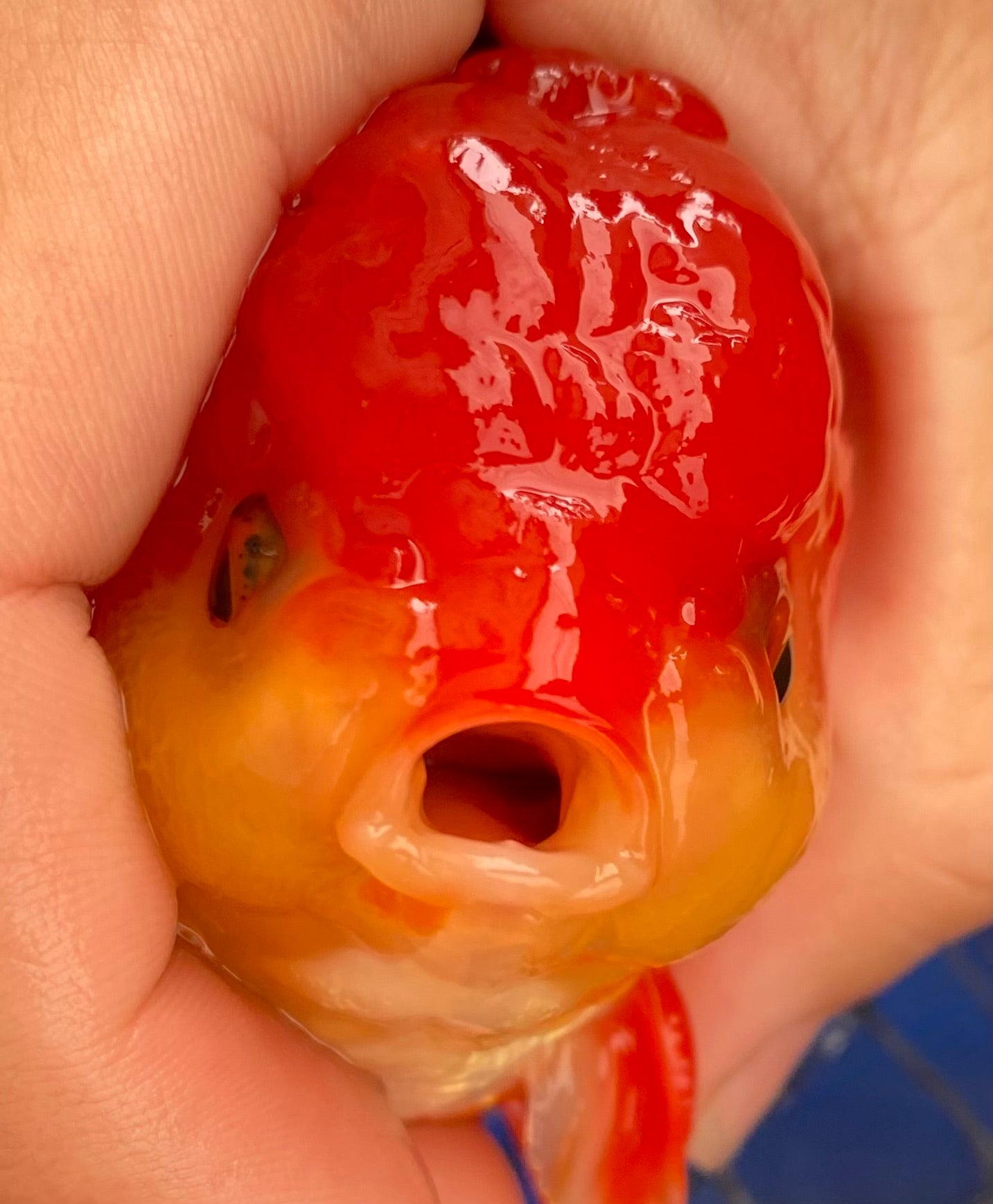 4-Inch Body Thai Oranda Goldfish