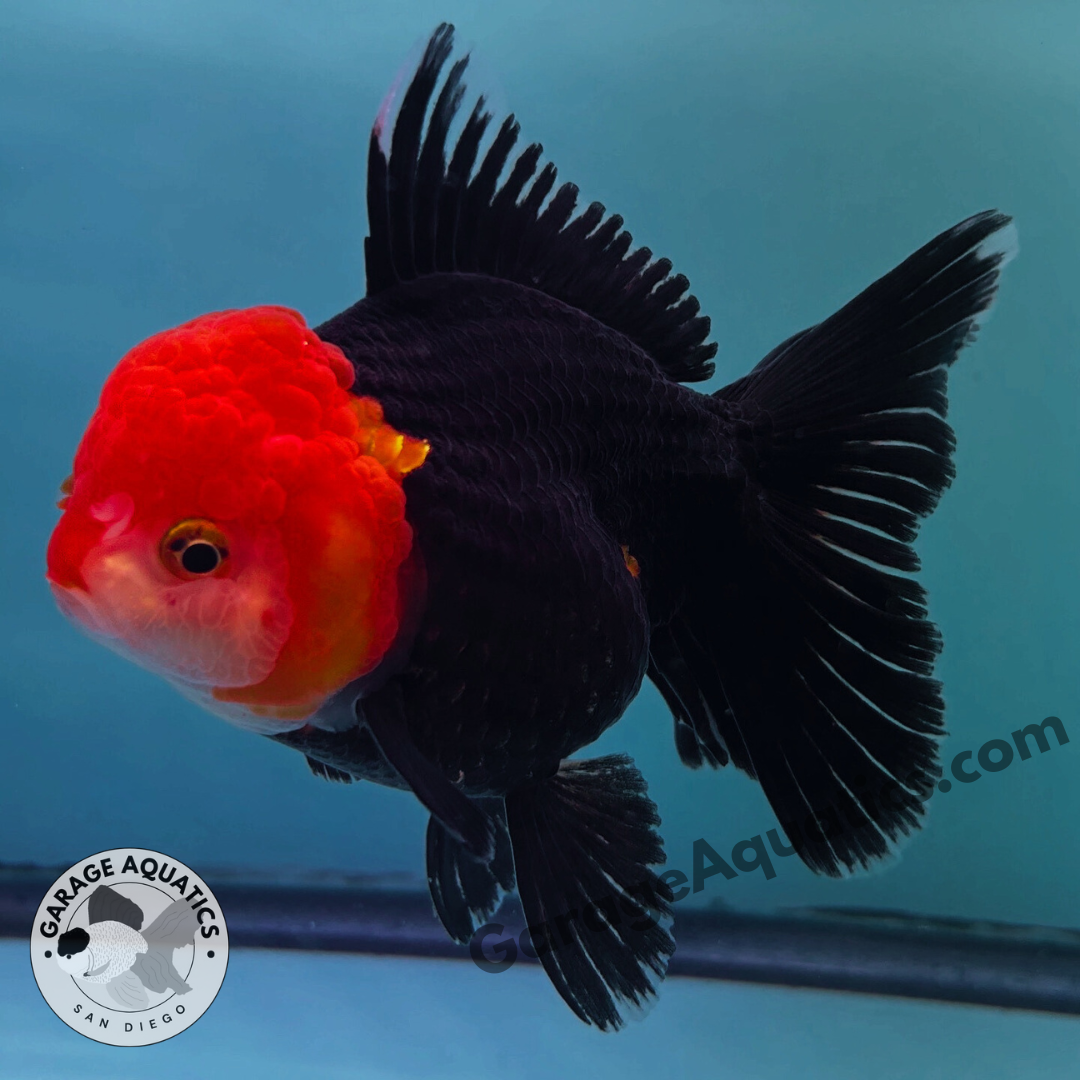 Live Premium Fancy Goldfish Thai Oranda Red Cap Black Body 3.5” body (JC-097)
