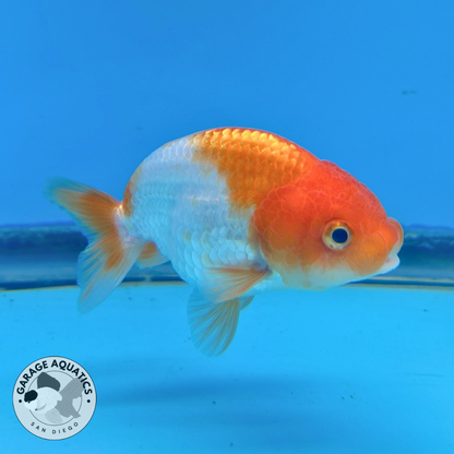 A Grade Thai Ranchu Red & White 3” Body Male 6 Months (JC-024)