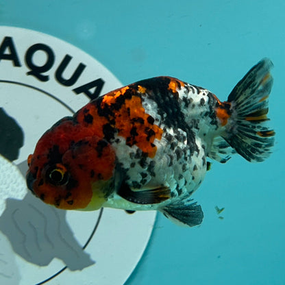 Live Premium Fancy Goldfish Thai Ranchu Red Tiger Calico 3" Male Body (DON-005)