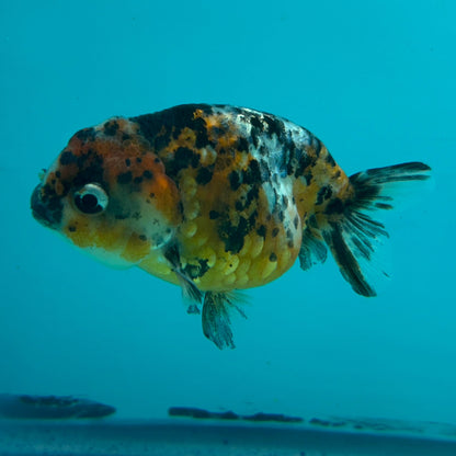 Live Premium Fancy Goldfish Thai Ranchu Calico 2.5" Male Body (DON-003)