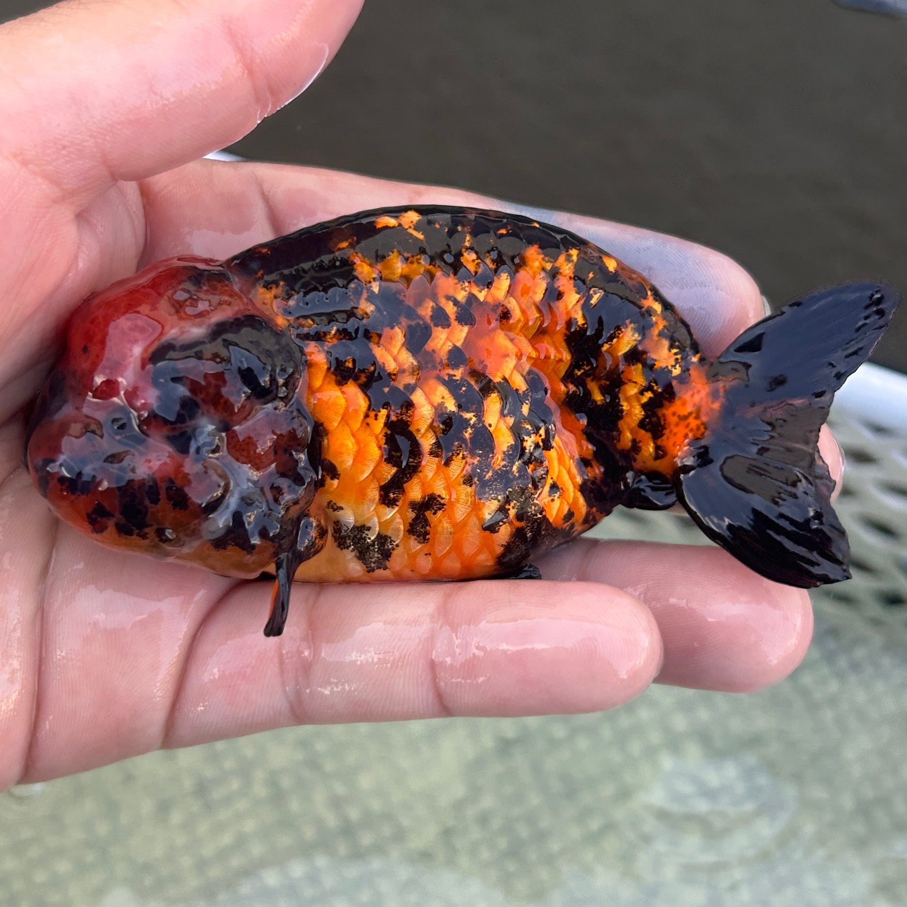 Live Premium Fancy Goldfish Thai Lionchu Red Tiger 3” body Male 5 Months (JC-140) BlackTub#2