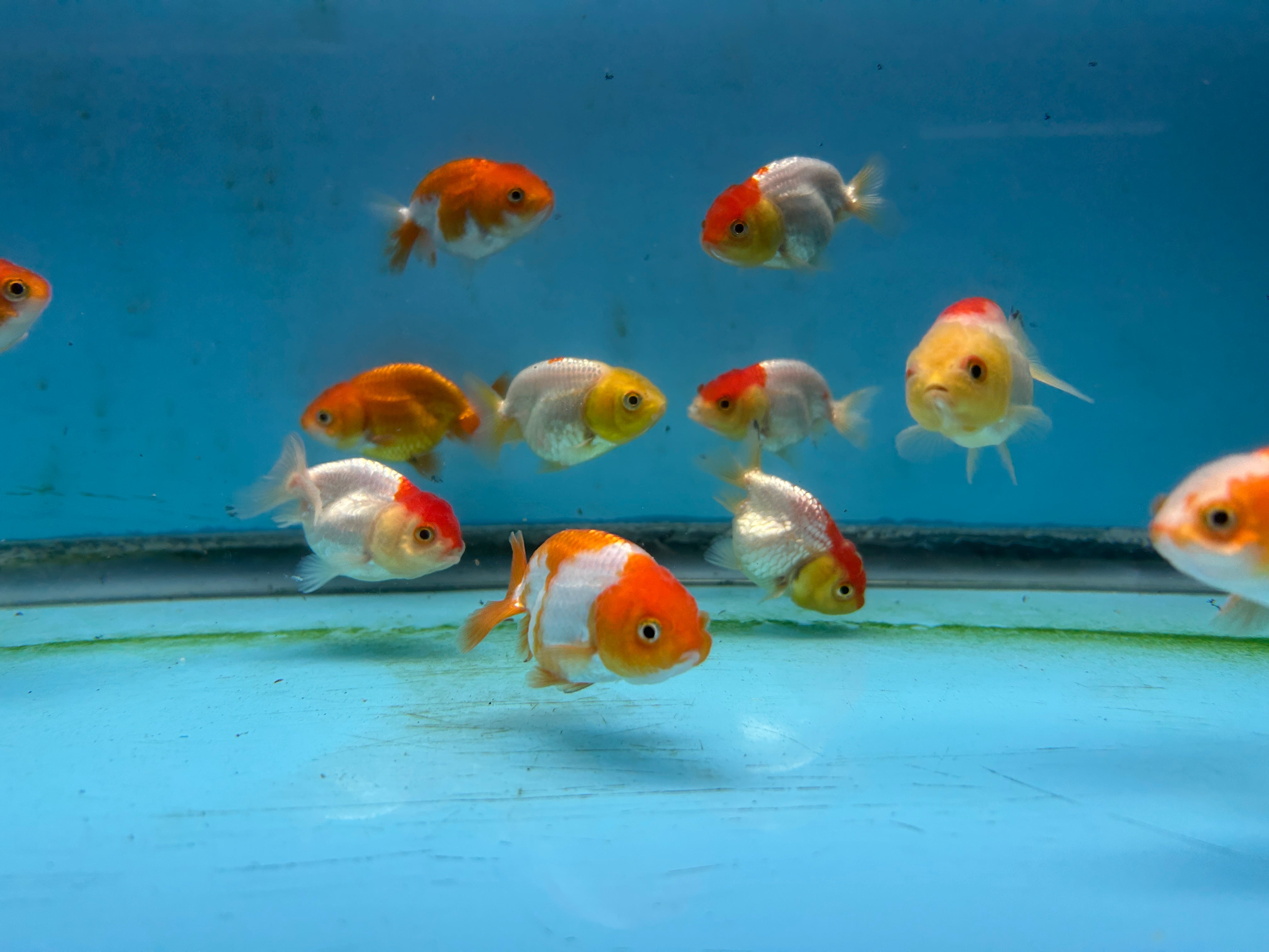 Live Fancy Goldfish Premium Select A Grade Our Choice Mix Color Ranchu 1.5"~2" Inch (JC)