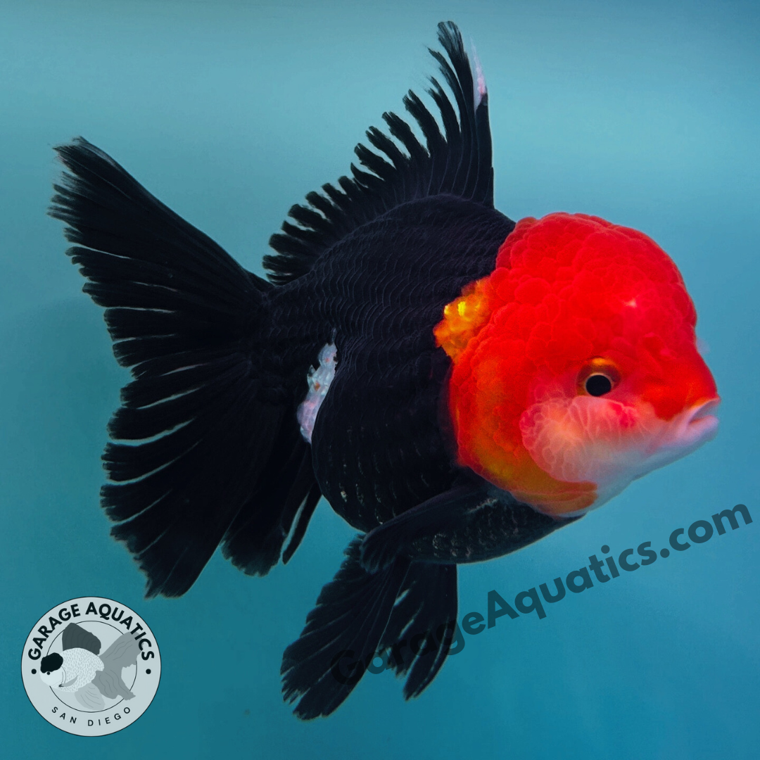 Live Premium Fancy Goldfish Thai Oranda Red Cap Black Body 3.5” body (JC-097)