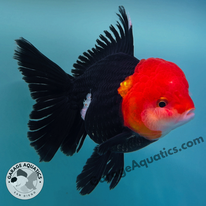 Live Premium Fancy Goldfish Thai Oranda Red Cap Black Body 3.5” body (JC-097)