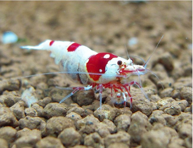 Live Freshwater Aquarium Shrimp Crystal Red Shrimp (Caridina)