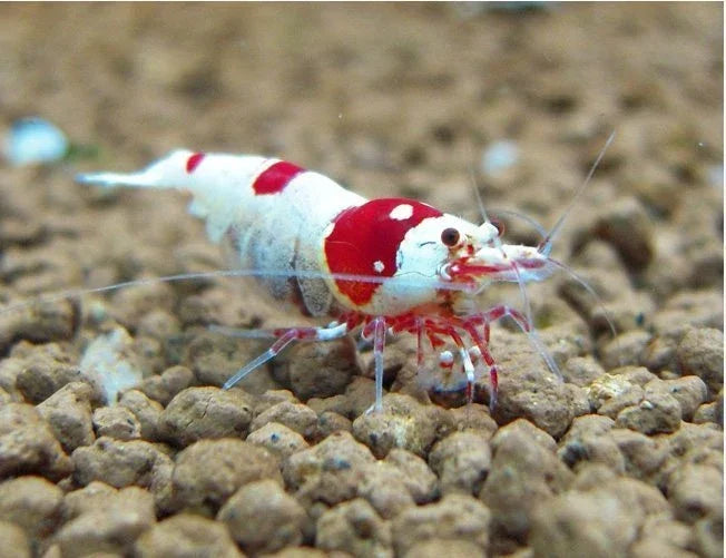 Caridina shrimp