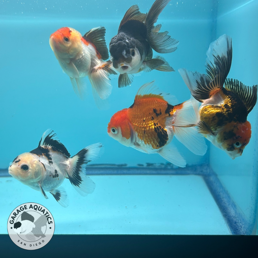 Live Premium Thai Oranda Mix Special Color Pack of 5 Ready To Ship (JUS-002)