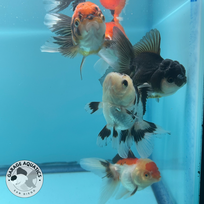 Live Premium Thai Oranda Mix Special Color Pack of 5 Ready To Ship (JUS-002)