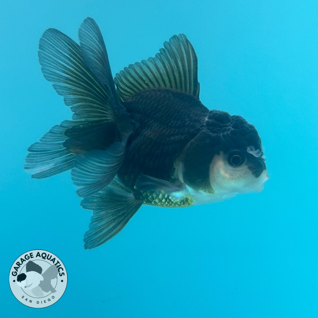 Live Premium Thai Oranda Mix Special Color Pack of 5 Ready To Ship (JUS-002)