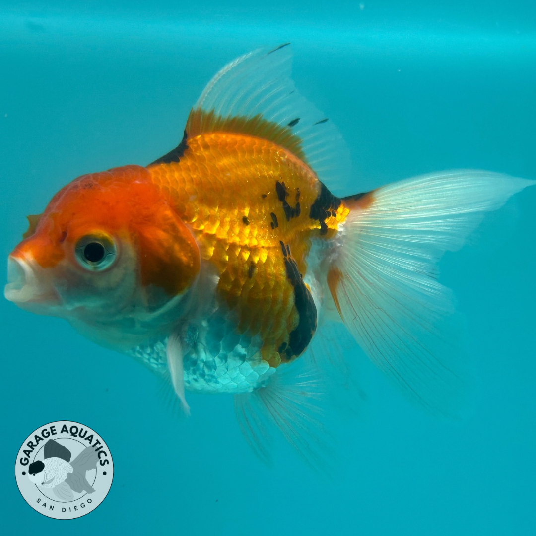 Live Premium Thai Oranda Mix Special Color Pack of 5 Ready To Ship (JUS-002)