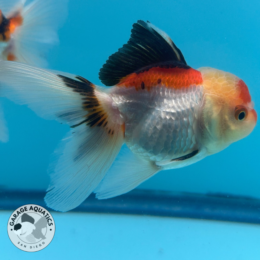 Live Premium Thai Oranda Mix Special Color Pack of 5 Ready To Ship (JUS-002)