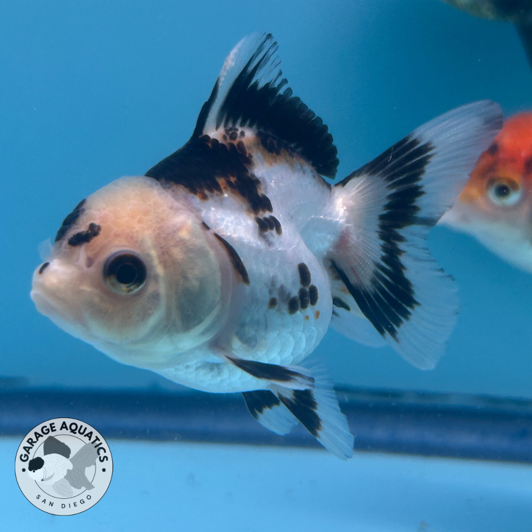 Live Premium Thai Oranda Mix Special Color Pack of 5 Ready To Ship (JUS-002)