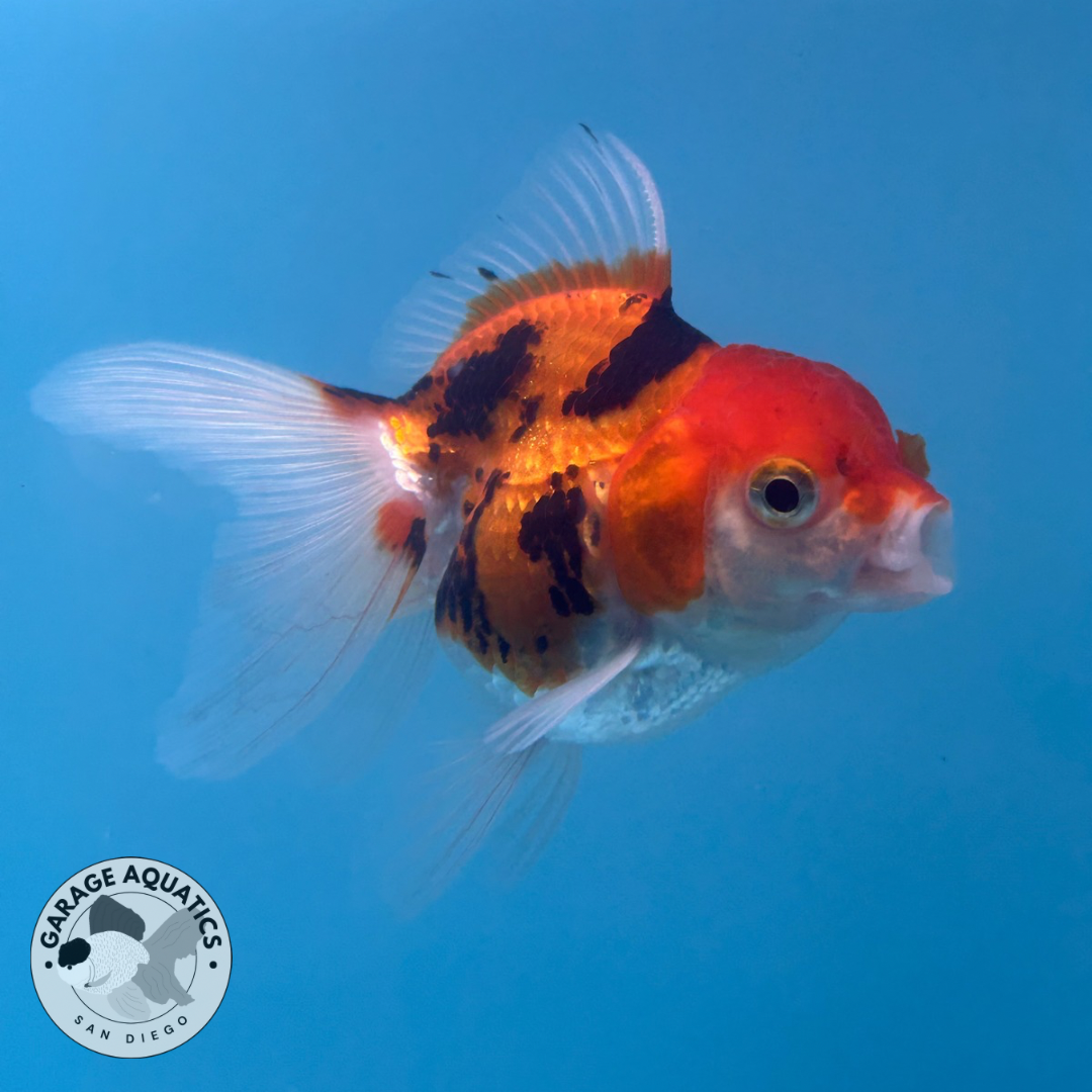 Live Premium Thai Oranda Mix Special Color Pack of 5 Ready To Ship (JUS-002)