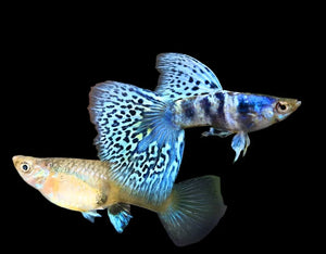 Blue Tiger King Cobra Guppy Fish (Our Choice)