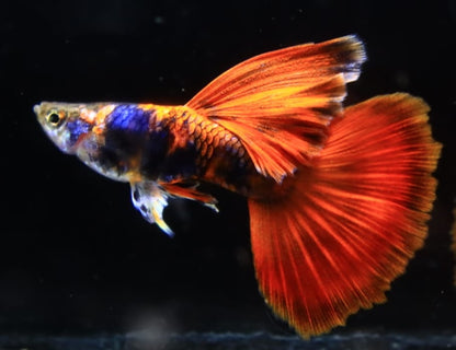 Live Fancy Guppy Fish Premium Quality Black Red Tiger Guppy – Direct from Farm