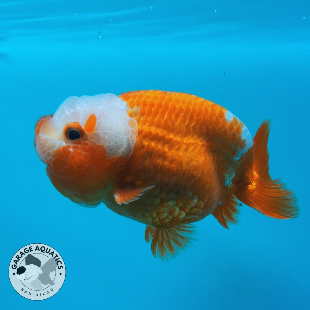 Live Premium Fancy Goldfish Lionchu Dragon Head Red/White 3” body A Grade