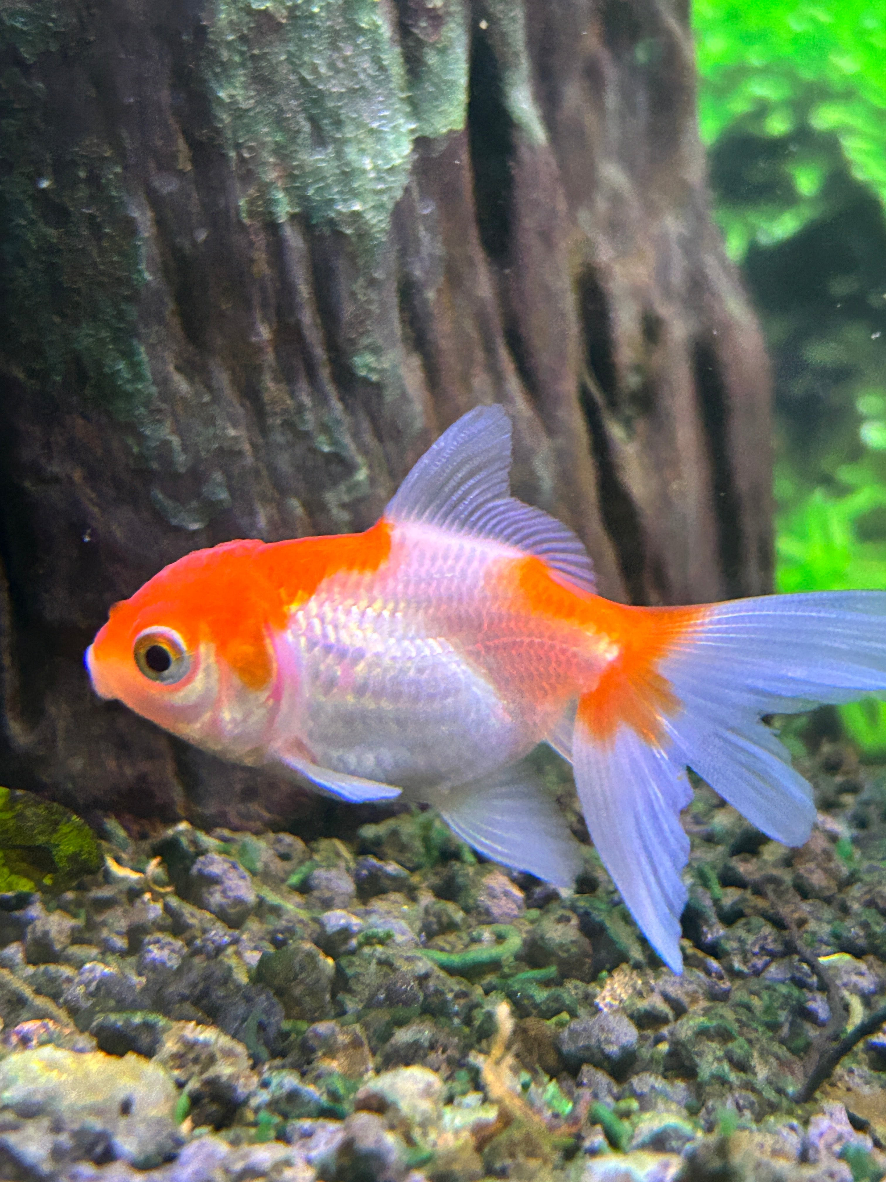 Thai Oranda Assorted Color 2.5" Body (Our Choice)