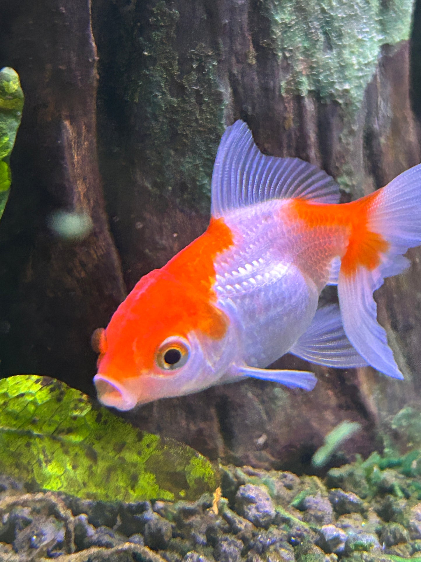 Thai Oranda Assorted Color 2.5" Body (Our Choice)