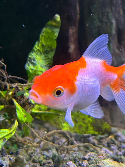 Thai Oranda Assorted Color 2.5" Body (Our Choice)