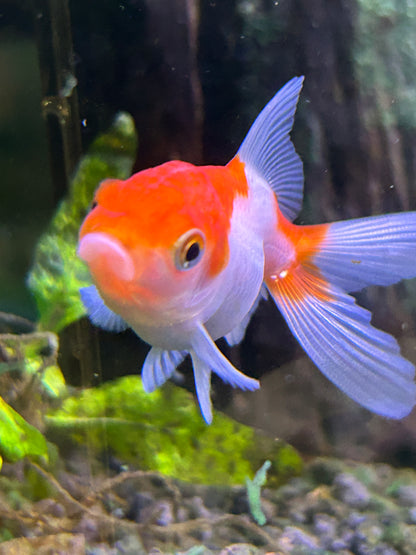 Thai Oranda Assorted Color 2.5" Body (Our Choice)