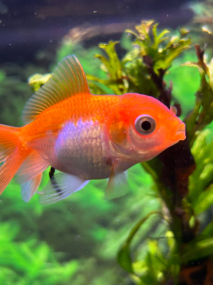 Thai Oranda Assorted Color 2.5" Body (Our Choice)