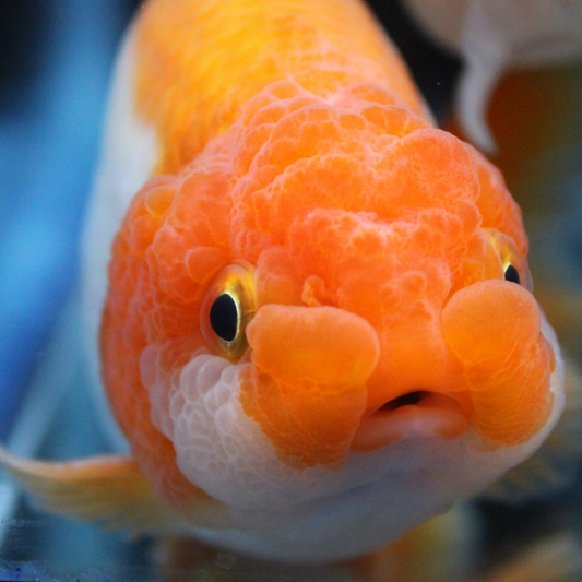 AAA Grade Thai Ranchu Red & White 3.5” Body Male 8 Months (R1002)