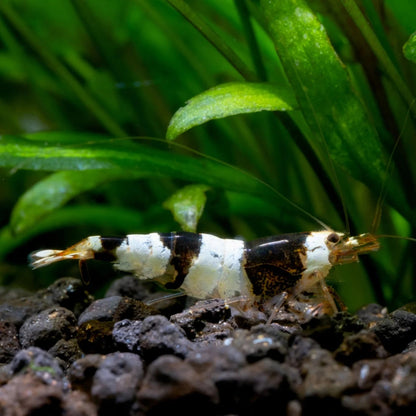 Live Freshwater Aquarium Shrimp Crystal Black Shrimp (Caridina)