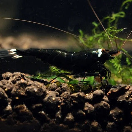 Live Freshwater Aquarium Shrimp Black King Kong Extreme (Caridina)