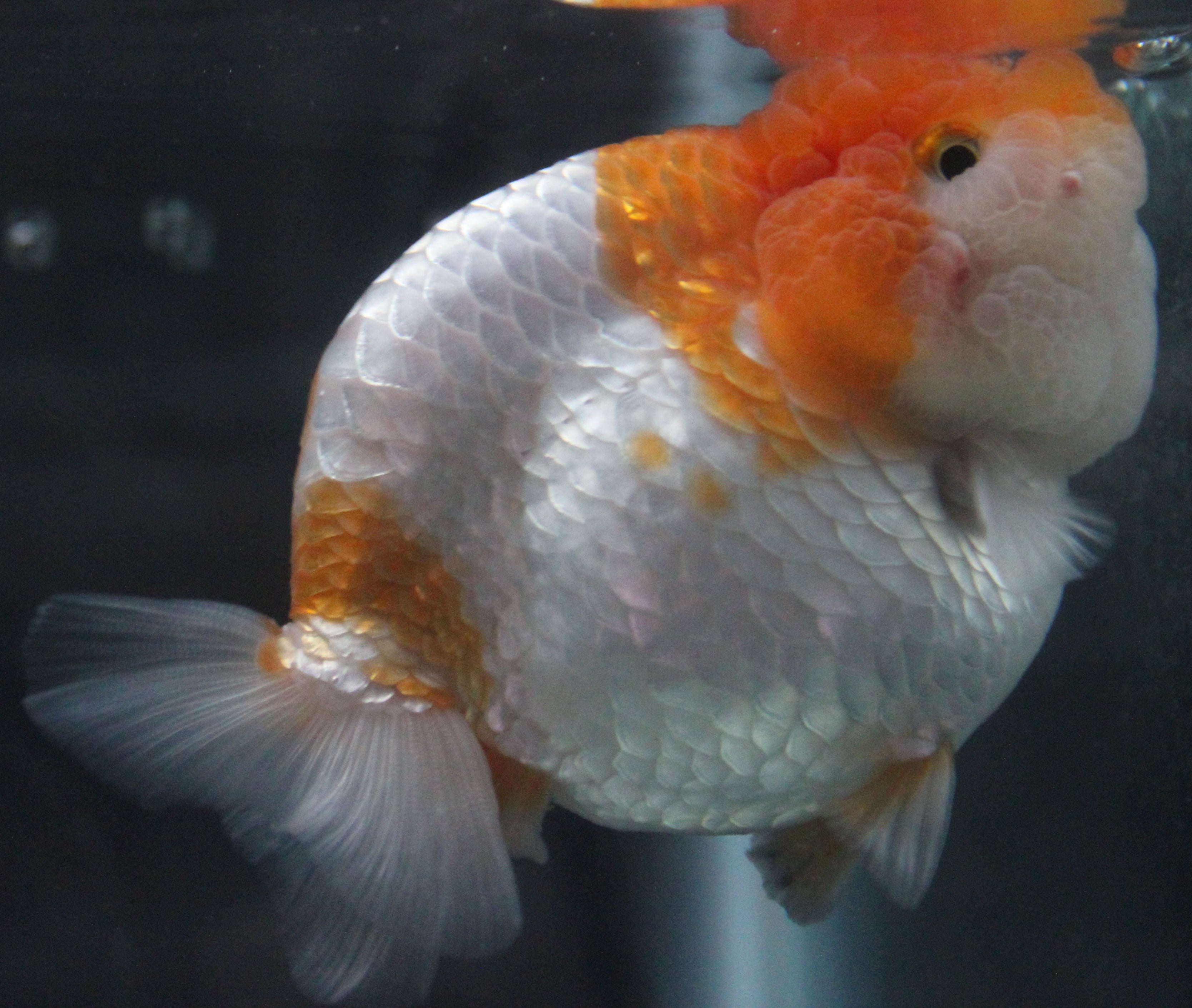 AAA Grade Egg Shape Thai Ranchu Red & White 3.5" Body Female 7 Months (R3002)