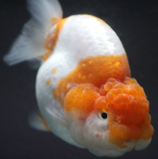 AAA Grade Egg Shape Thai Ranchu Red & White 3.5" Body Female 7 Months (R3002)