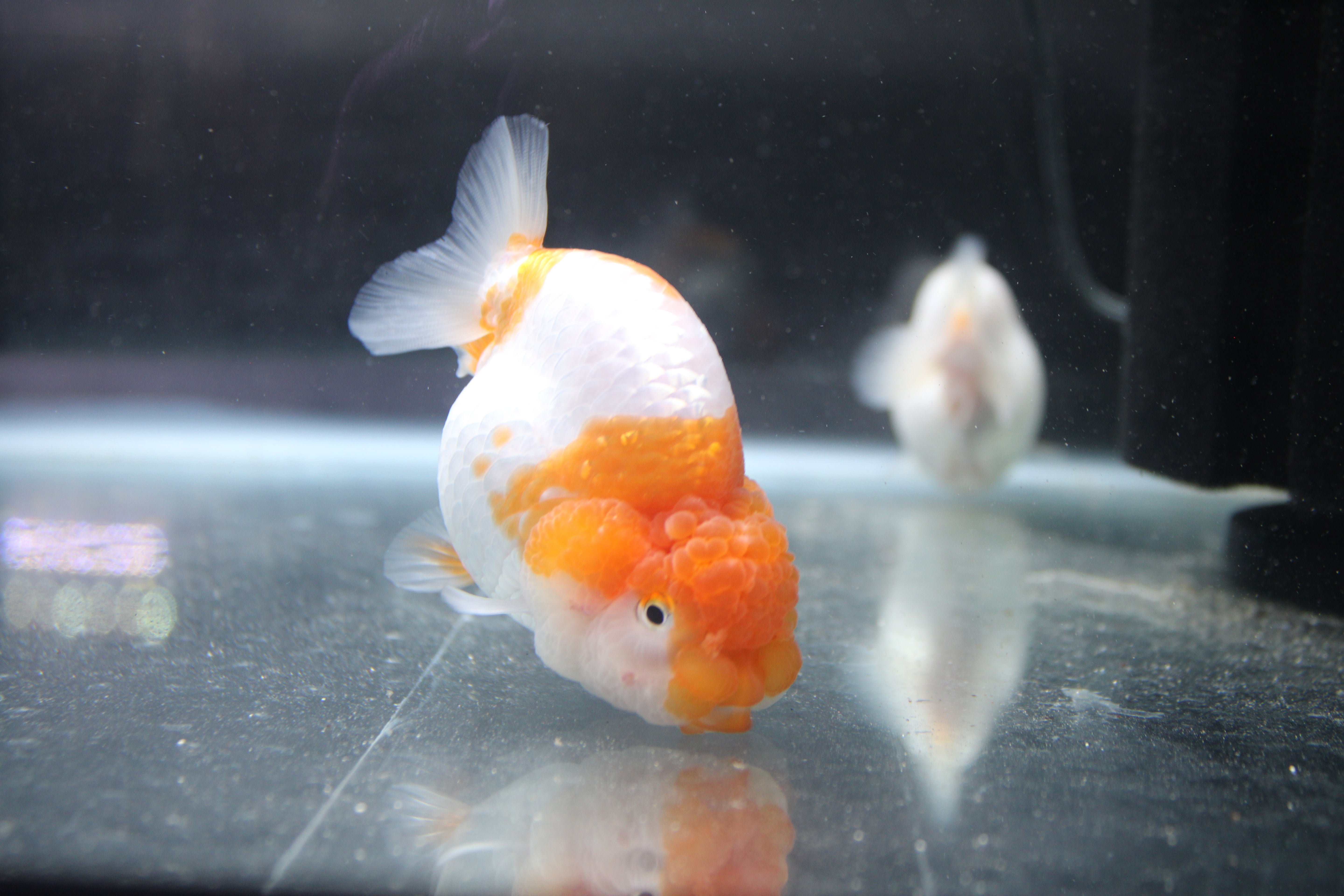 AAA Grade Egg Shape Thai Ranchu Red & White 3.5" Body Female 7 Months (R3002)