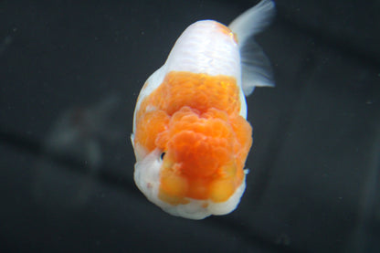 AAA Grade Egg Shape Thai Ranchu Red & White 3.5" Body Female 7 Months (R3002)