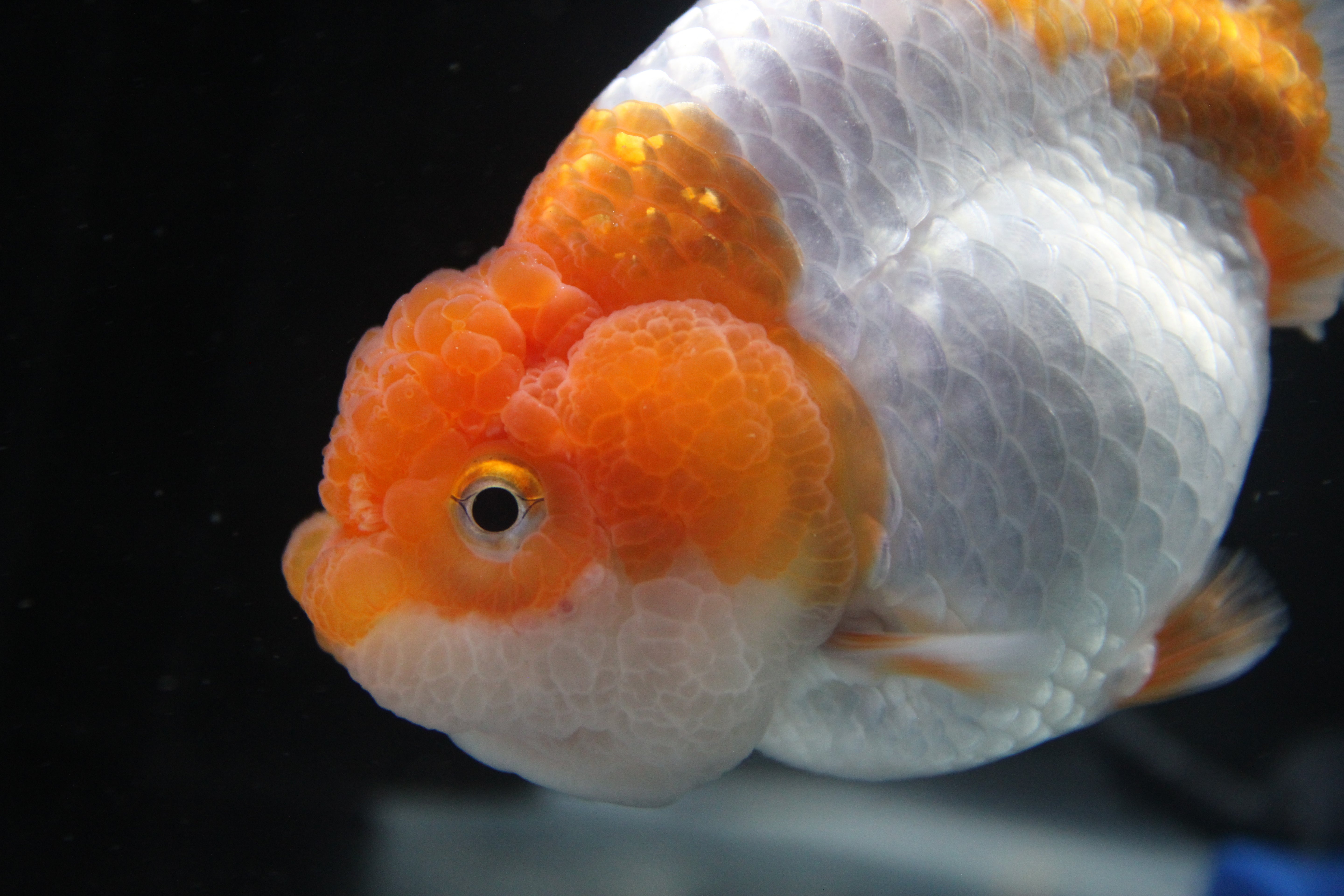 AAA Grade Egg Shape Thai Ranchu Red & White 3.5" Body Female 7 Months (R3002)