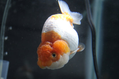 AAA Grade Egg Shape Thai Ranchu Red & White 3.5" Body Female 7 Months (R3002)