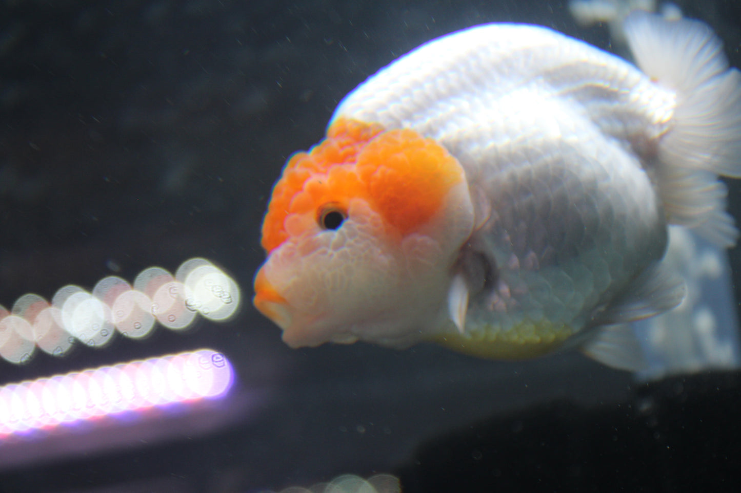 AA Grade Thai Ranchu Red & White 3.5” Body Female 7 Months (R3001)