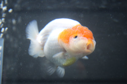 AA Grade Thai Ranchu Red & White 3.5” Body Female 7 Months (R3001)