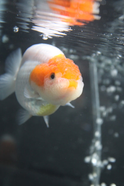 AA Grade Thai Ranchu Red & White 3.5” Body Female 7 Months (R3001)