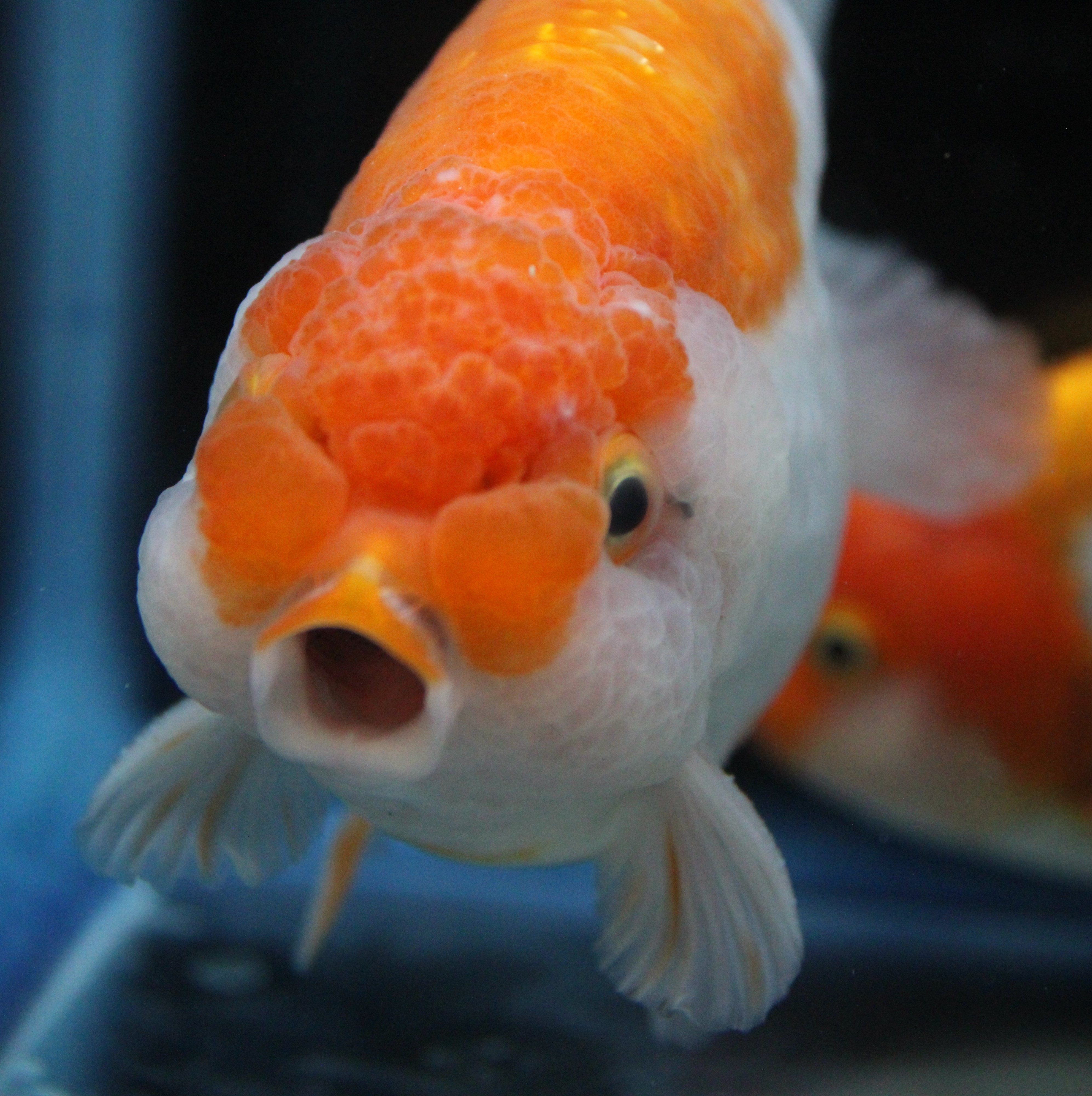 Thai Ranchu Red & White  3.5" Body Male 7 Months (R1001)