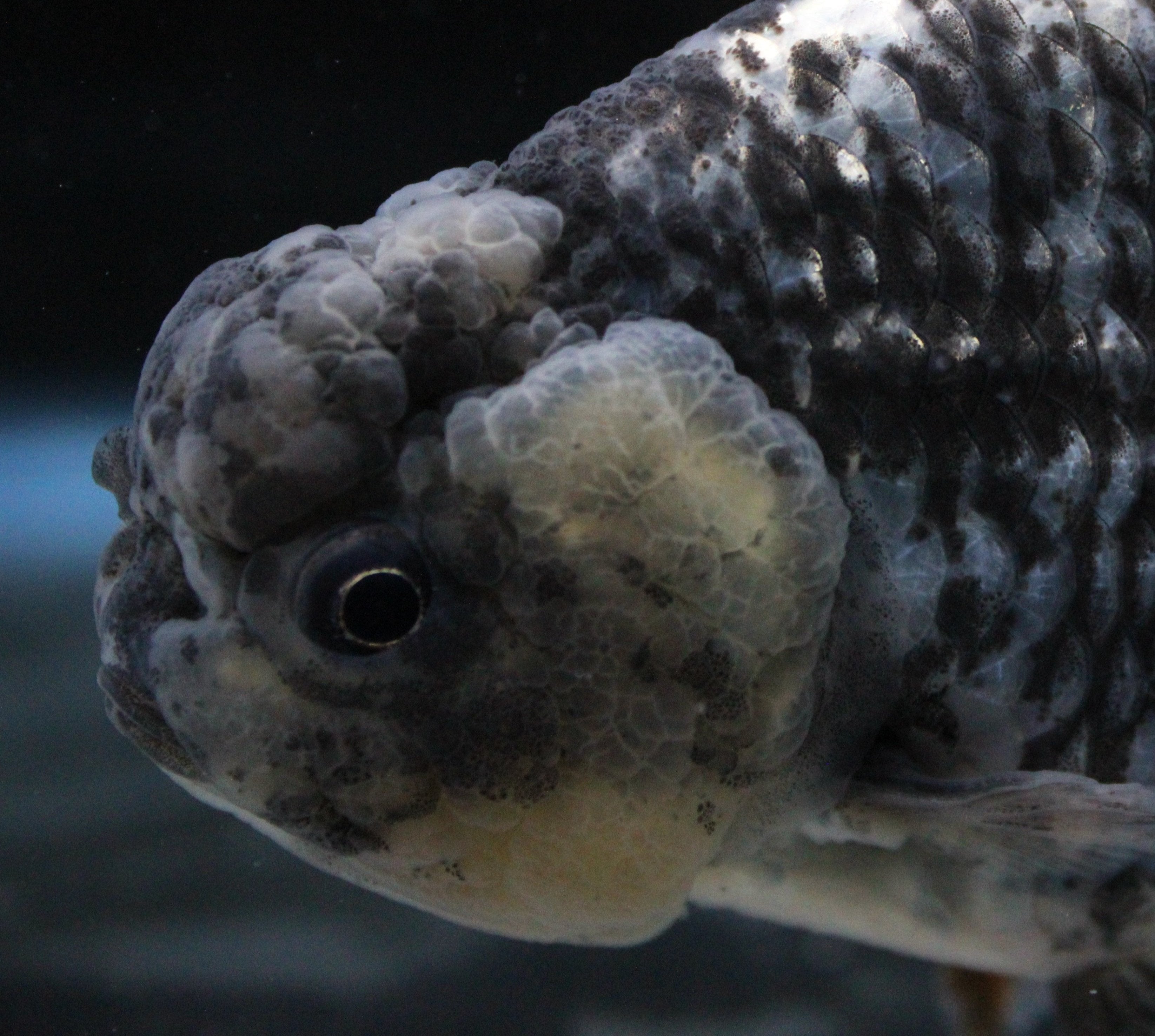 Grade AA Thai Ranchu White Tiger 3" Body Female 6 Months (C1002)