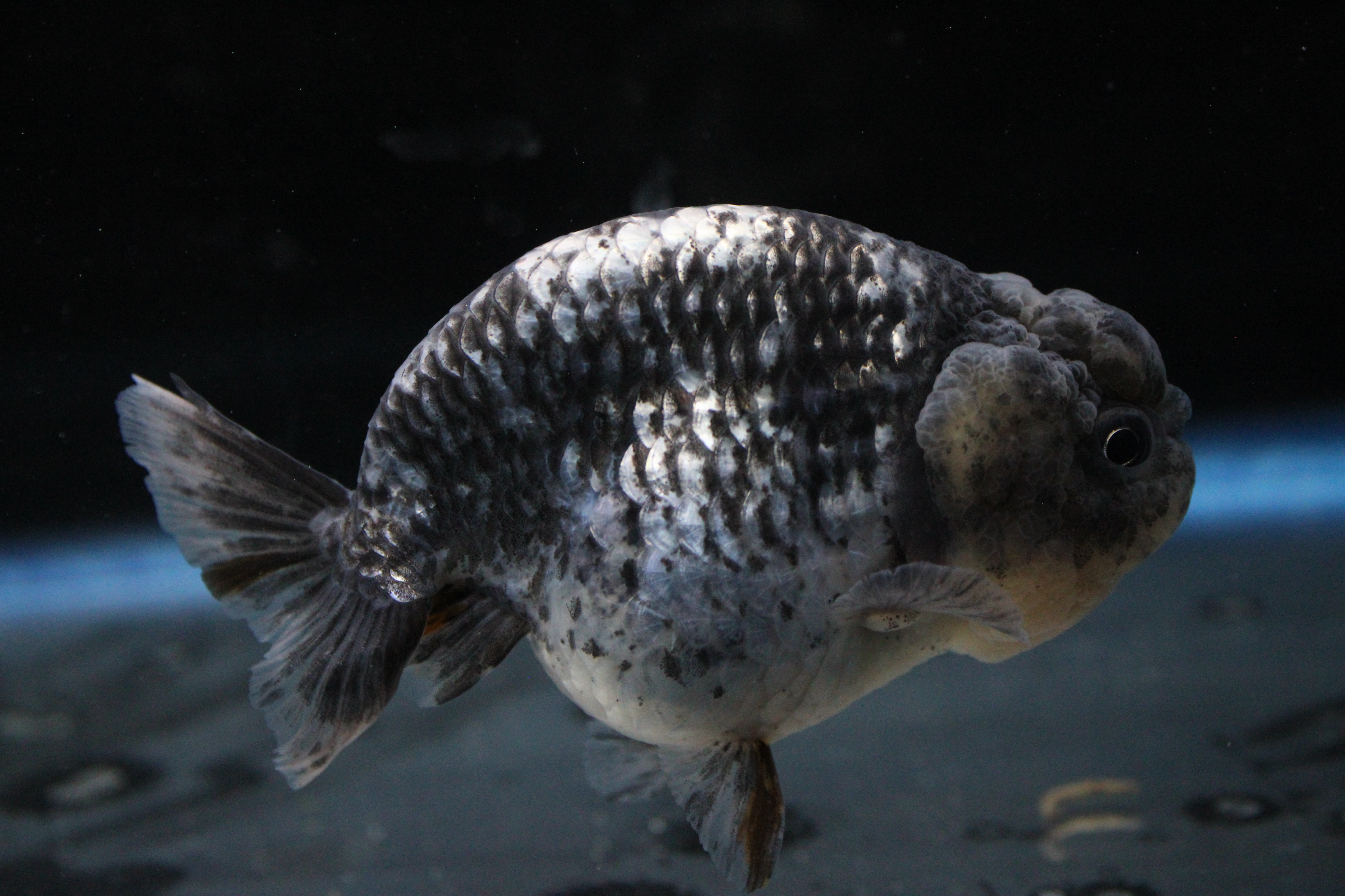 Grade AA Thai Ranchu White Tiger 3" Body Female 6 Months (C1002)