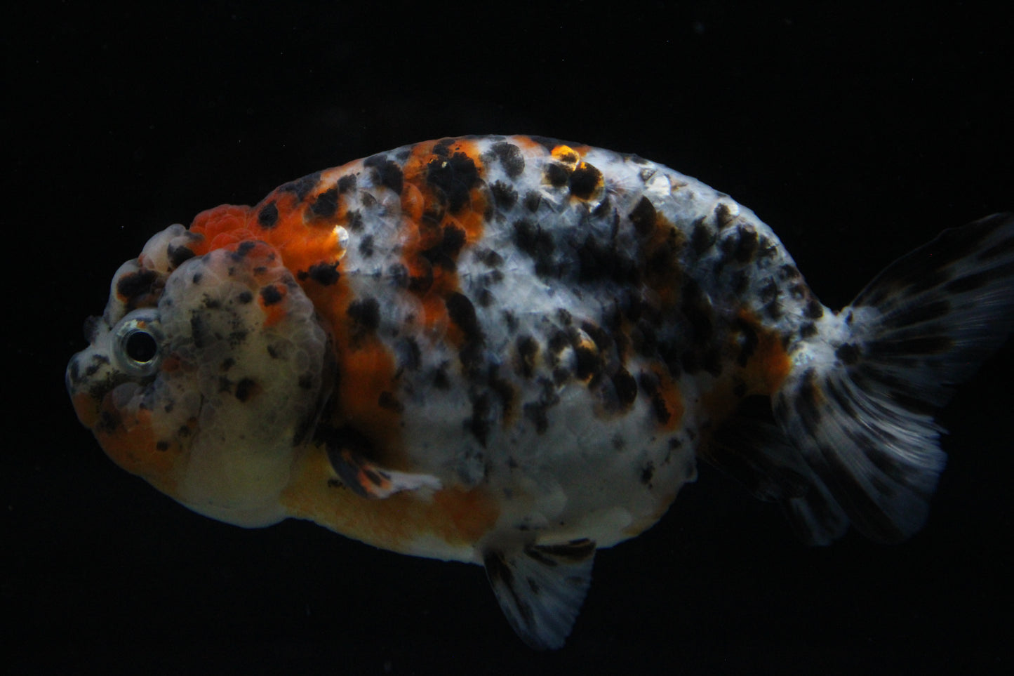 Grade AAA Thai Ranchu Calico/Galaxy 3" Body Female 6 Months (C1004)